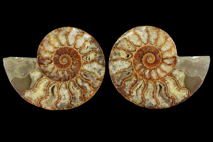 Agatized Ammonite Fossil - Madagascar #111471